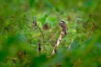 Tyran pospolity - Myiozetetes similis - Social Flycatcher o2209